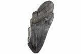 Partial Megalodon Tooth - South Carolina #170597-1